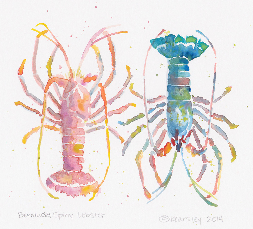 Kearsley Lloyd - Graphic Designer - Bermuda_Spiny_Lobster